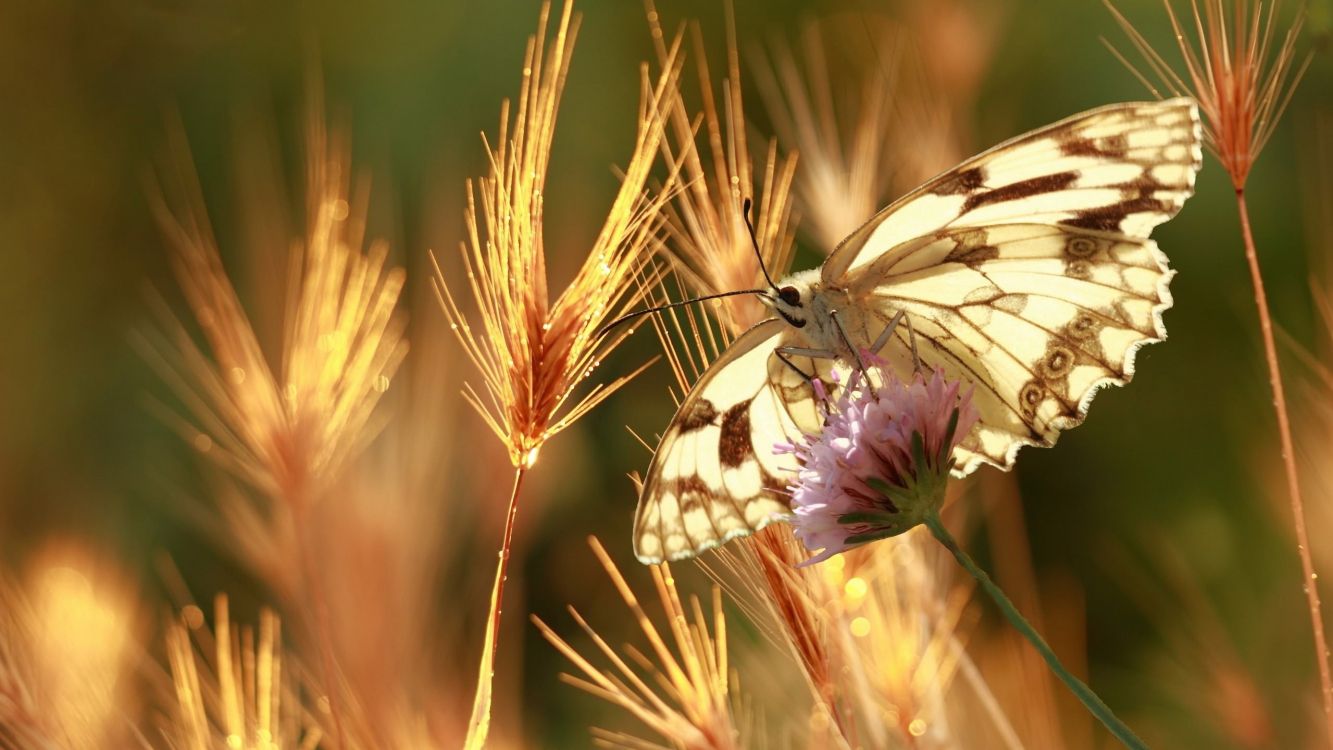 tiger swallowtail butterfly perched on purple flower in close up photography during daytime