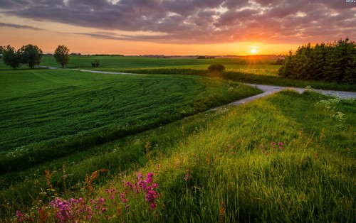 Image green grass field during sunset