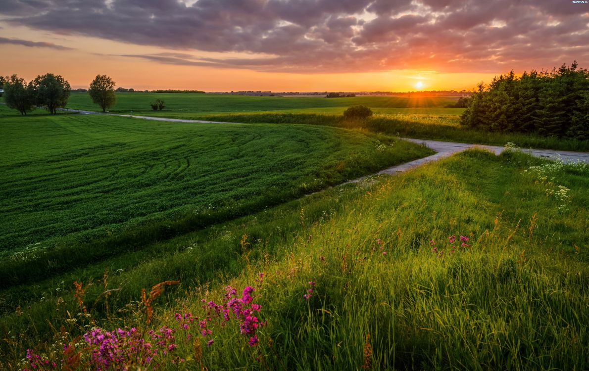 green grass field during sunset