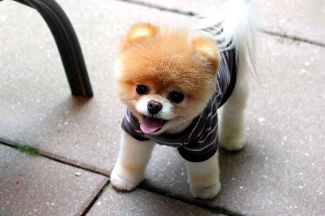 Chiot Pomeranian Blanc et Brun. Wallpaper in 2048x1365 Resolution