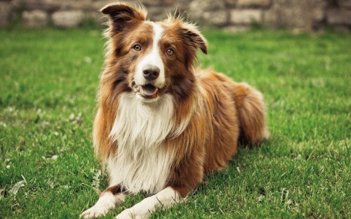 Image brown and white long coat dog lying on green grass field during daytime