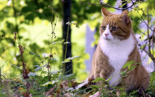 Image orange and white cat on green grass during daytime