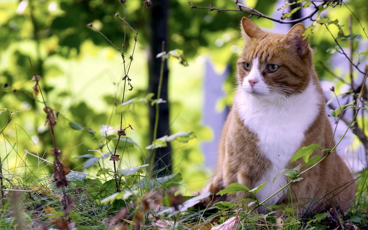 orange and white cat on green grass during daytime