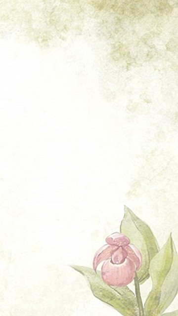 Image pink rose on white surface
