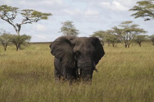 Image elephant on green grass field during daytime