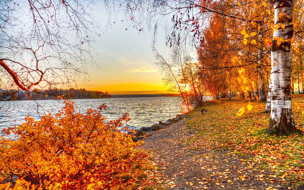 Landschaftsmalerei, Herbst, Baum, Natur, Blatt. Wallpaper in 2560x1600 Resolution