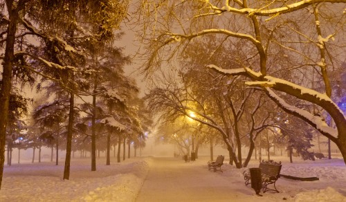 Image brown bare trees on snow covered ground during daytime