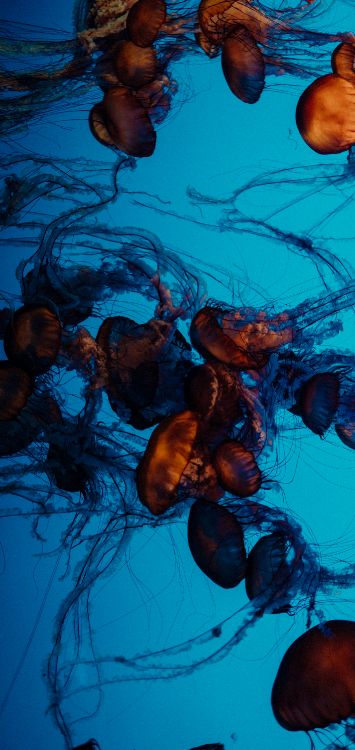 Artes Visuales, Todavía la Vida, Arte, Vida, Las Medusas. Wallpaper in 1421x3000 Resolution