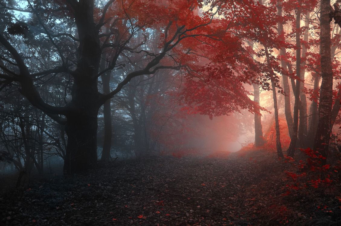 brown trees on forest during daytime