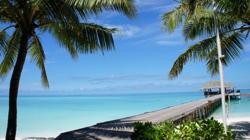 Image palm tree near sea under blue sky during daytime