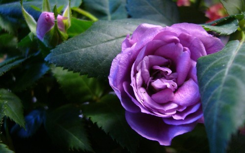 Image purple rose in bloom during daytime