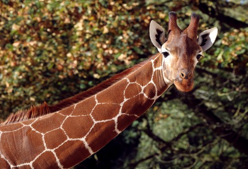 Image brown and white giraffe in close up photography