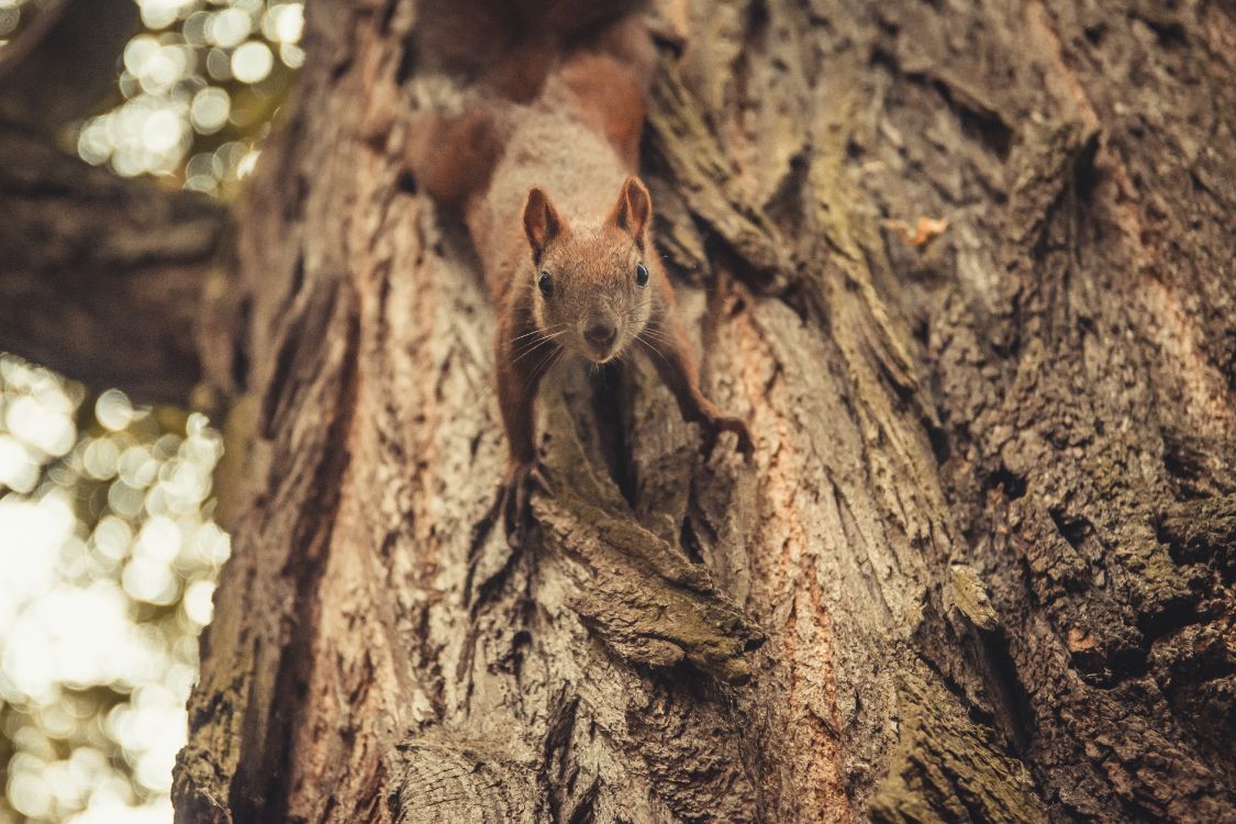 Écureuil Brun Sur Tronc D'arbre Brun. Wallpaper in 6000x4000 Resolution