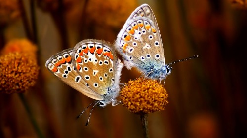 Image brown and white butterfly perched on brown flower in close up photography during daytime