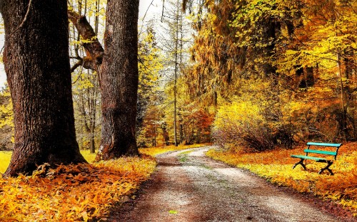 Image brown pathway between trees during daytime