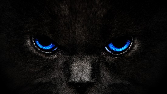 Image black and white cat with blue eyes