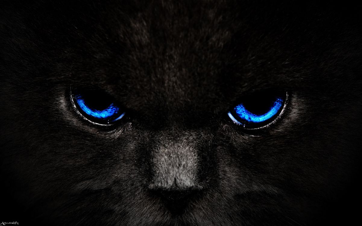 Wallpaper Black And White Cat With Blue Eyes Background Download Free Image