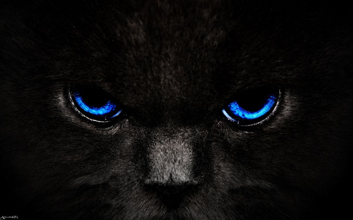 Les Fonds D Ecran Chat Noir Et Blanc Aux Yeux Bleus Les Images Et Les Photos Gratuits Les Fonds D Ecran Chat Noir Et Blanc Aux Yeux Bleus Les Images Et Les Photos Gratuits