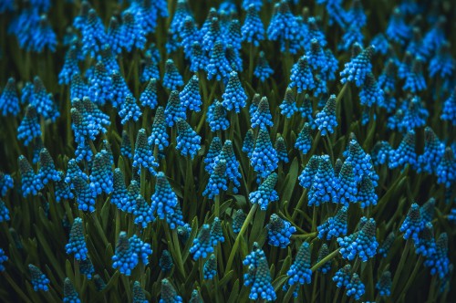 Image blue flowers in tilt shift lens