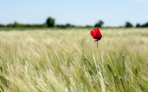 Image red flower on green grass field during daytime