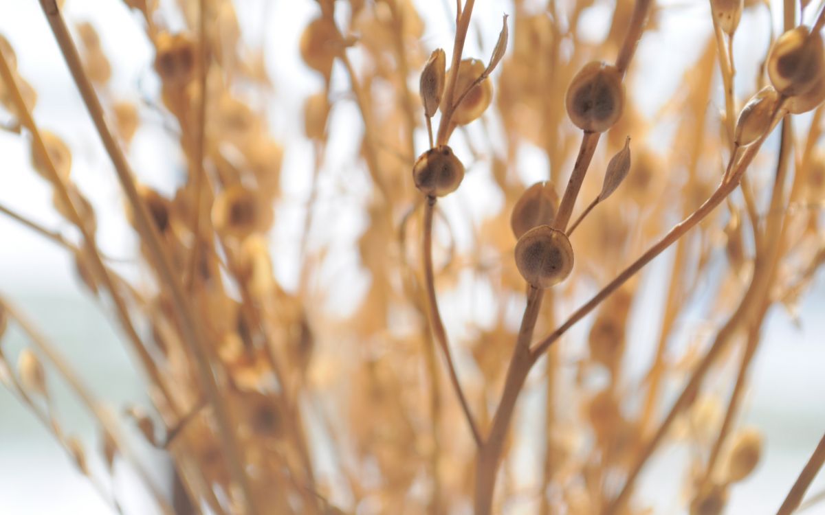 植物干, 树枝, 草家庭, 宏摄影 壁纸 2560x1600 允许