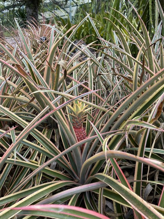 菌群, 植物干, 植被, 植物群, 陆地上的植物 壁纸 1536x2048 允许