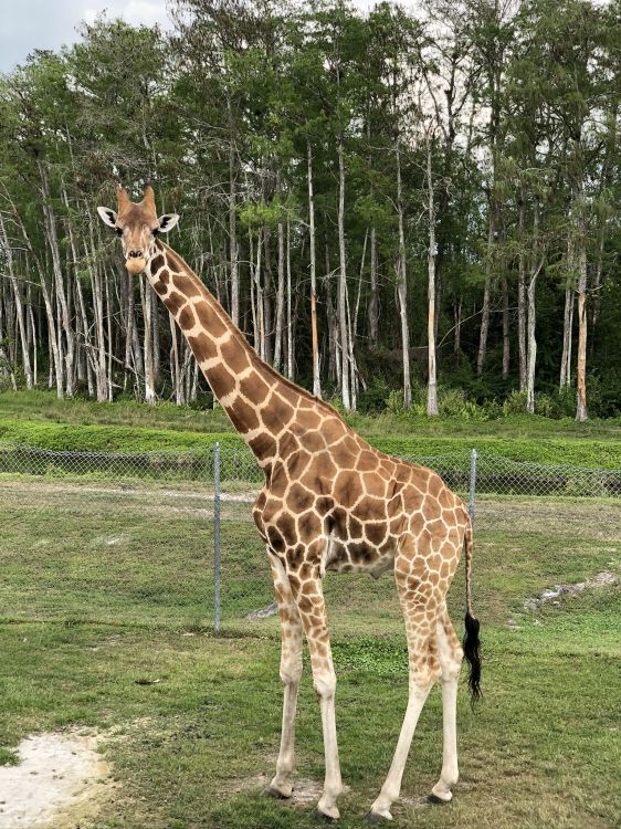 Girafe, Pour Les Animaux Terrestres, Biologie, Sciences, Giraffidae. Wallpaper in 1536x2048 Resolution