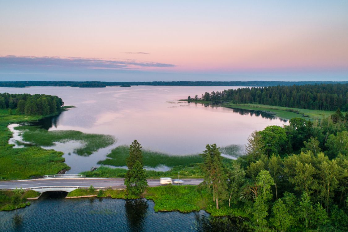 green trees near body of water during daytime