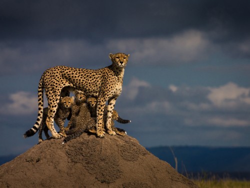 Image cheetah on brown rock under blue sky during daytime