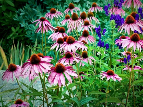 Image pink and yellow flowers in tilt shift lens