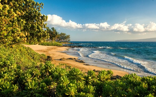 Image green trees near sea under blue sky during daytime