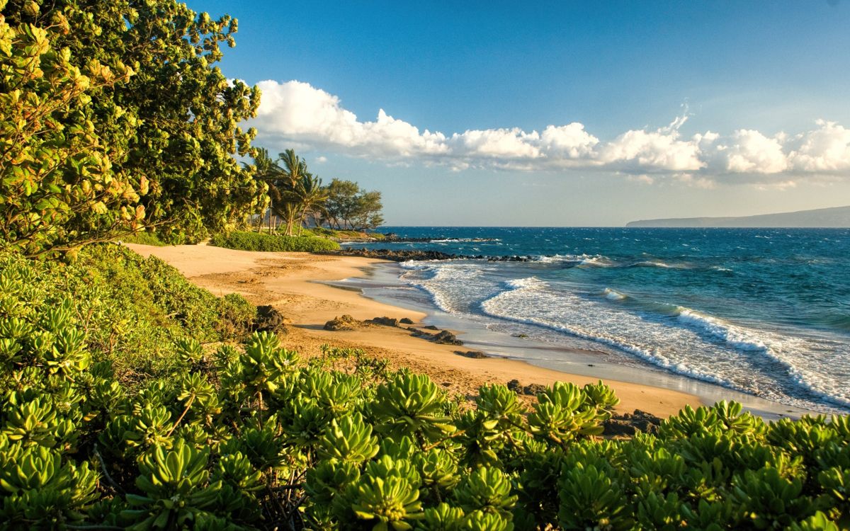 green trees near sea under blue sky during daytime