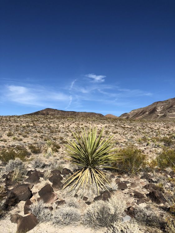 vegetation, shrubland, plant community, landscape, mountain