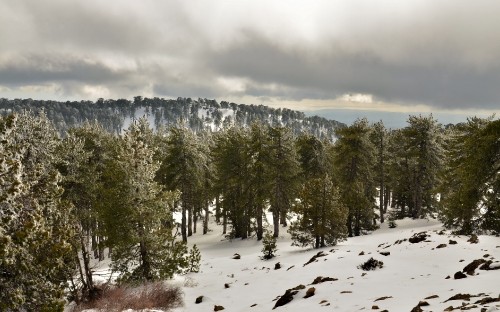 Image green pine trees on snow covered ground during daytime