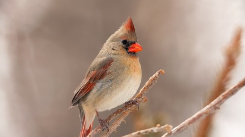 Image brown and gray bird on brown tree branch