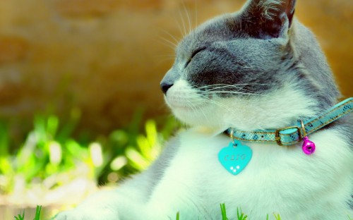 Image white and black cat with blue collar