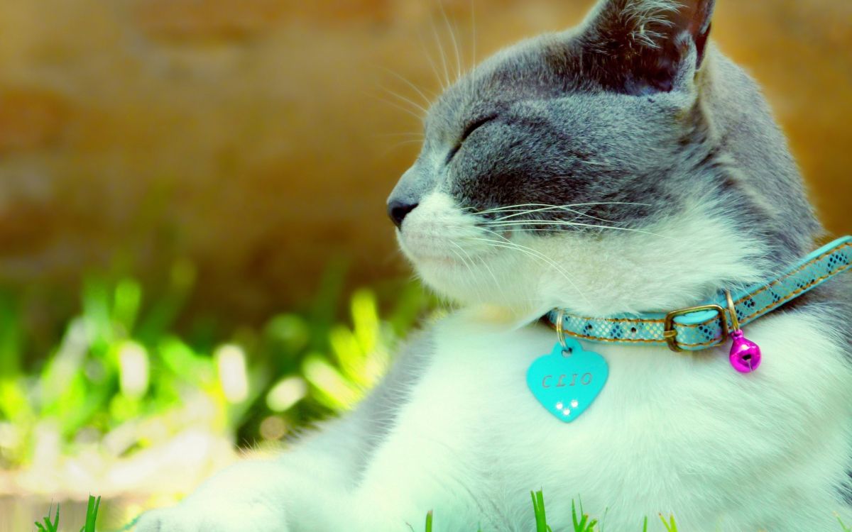 white and black cat with blue collar