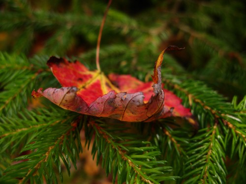 Image brown dried leaf on green leaves