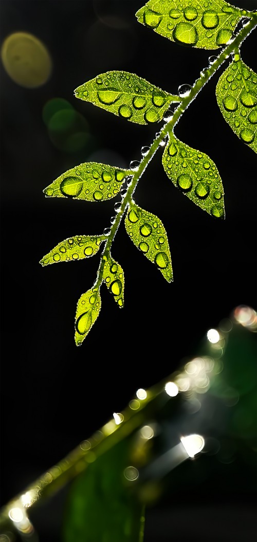 wallspic com