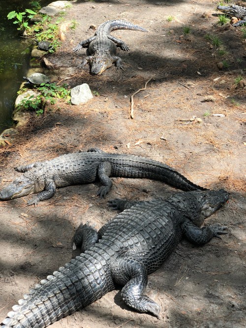 Image crocodile, american alligator, nile crocodile, Crocodiles, americans