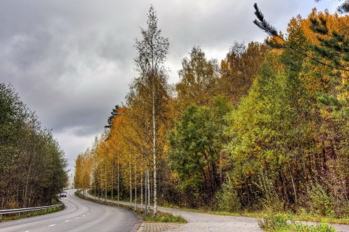 Image green trees beside gray asphalt road during daytime