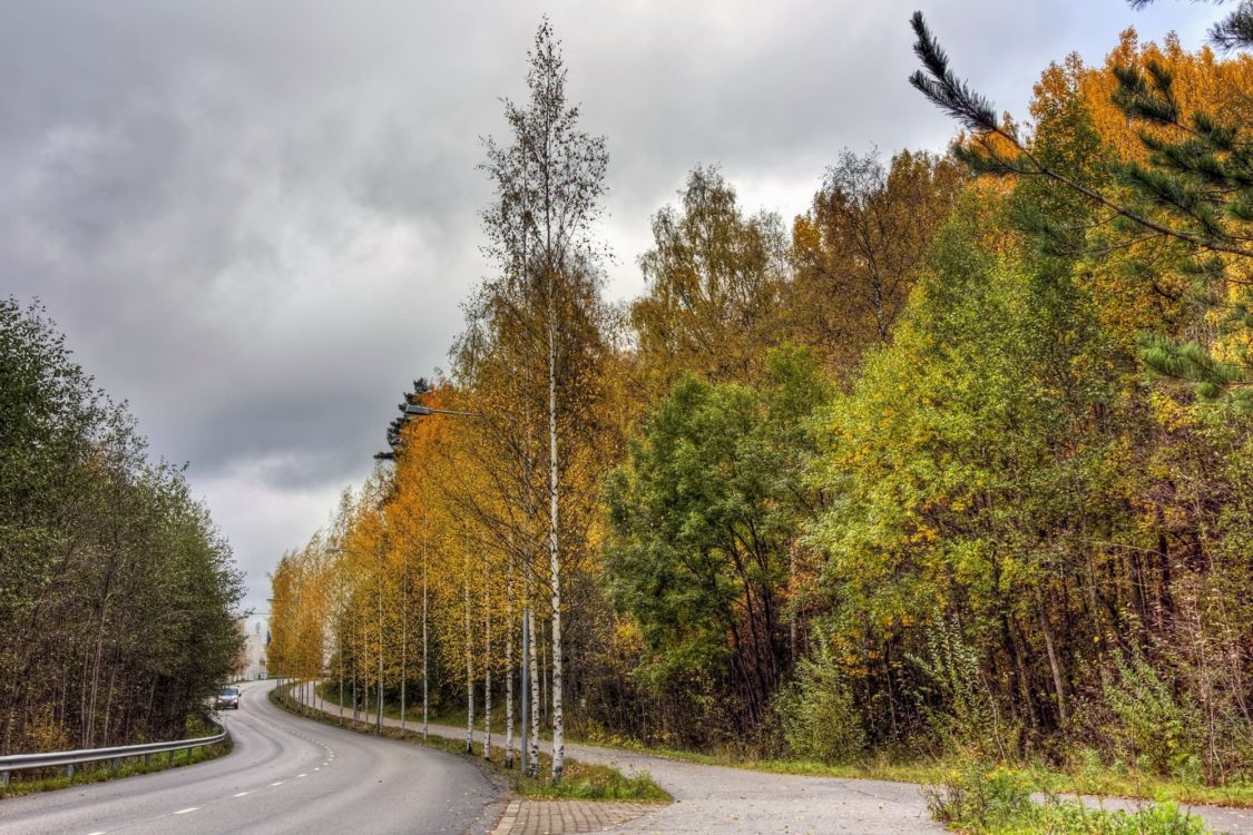 green trees beside gray asphalt road during daytime