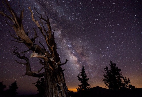 Image silhouette of tree under starry night