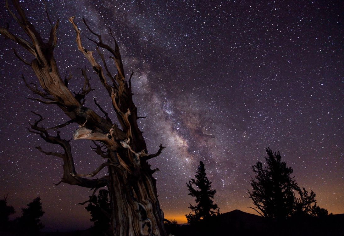 silhouette of tree under starry night