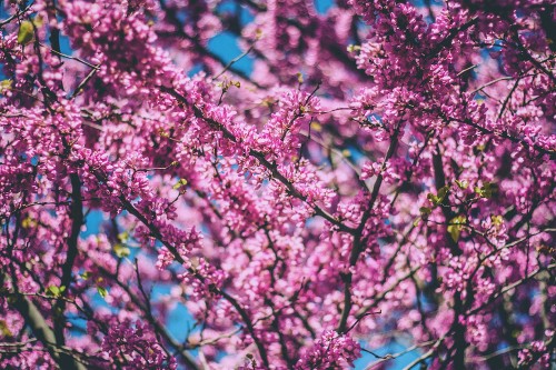 Image cherry blossom, blossom, tree, flower, pink