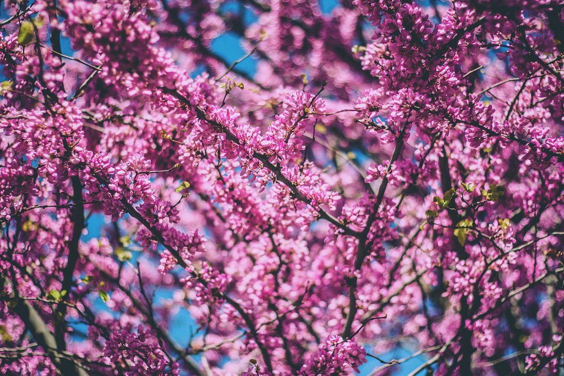 cherry blossom, blossom, tree, flower, pink