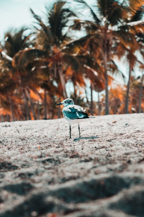 Blau-weißer Vogel Auf Grauem Sand Tagsüber. Wallpaper in 4000x6000 Resolution