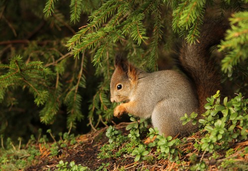 Image brown squirrel on green grass during daytime