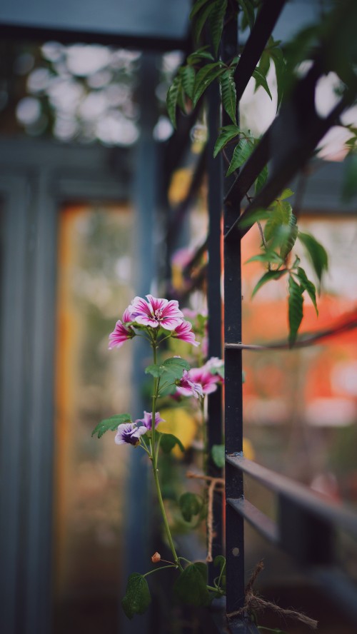 Image purple flower in tilt shift lens