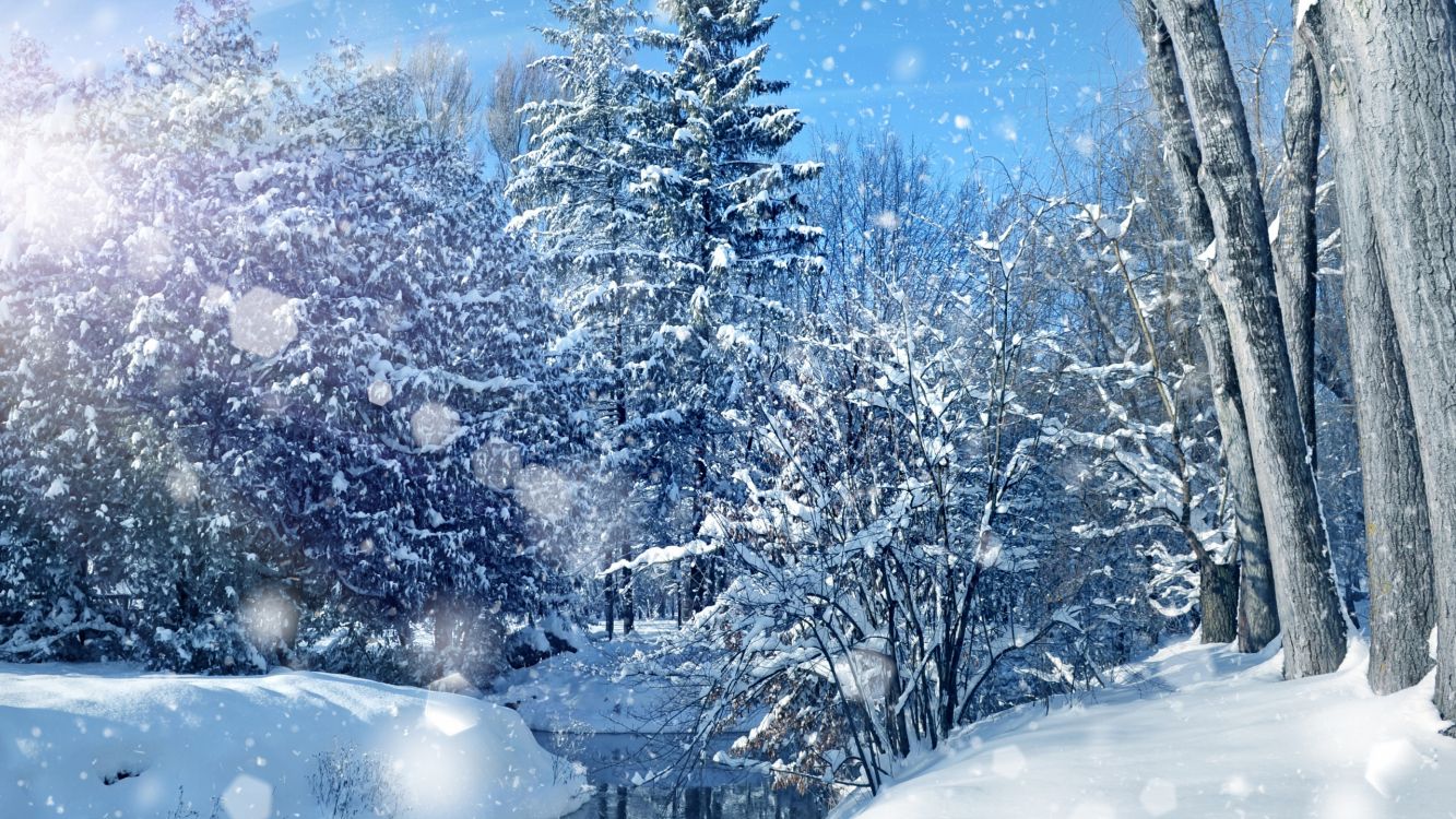 冬天, 冻结, 雪花, Fir, 天空 壁纸 2560x1440 允许